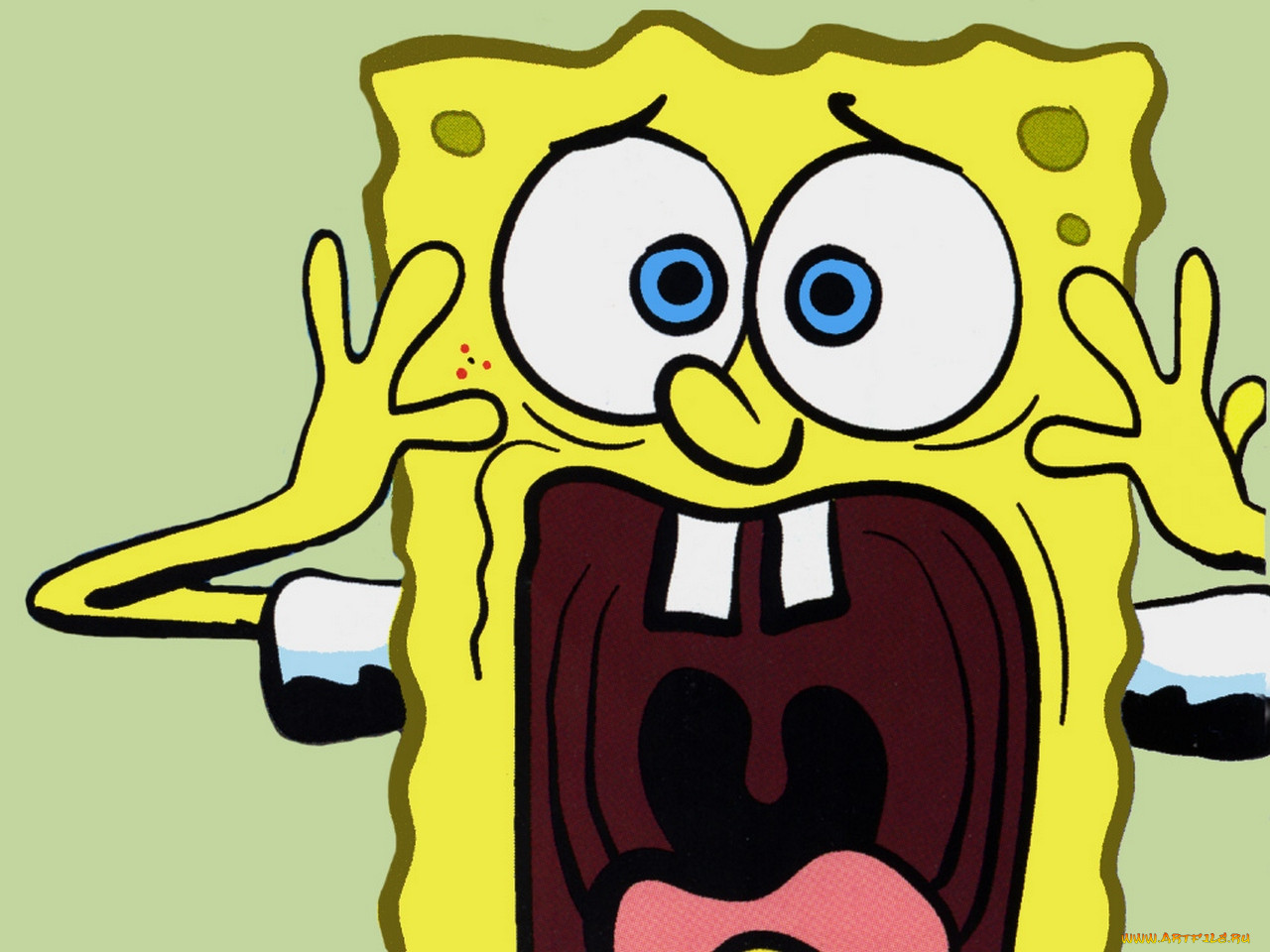 , spongebob, squarepants